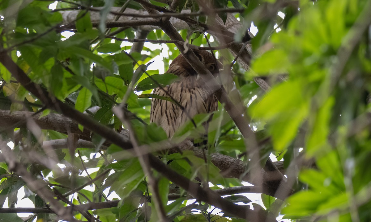 Philippine Eagle-Owl - ML620013082