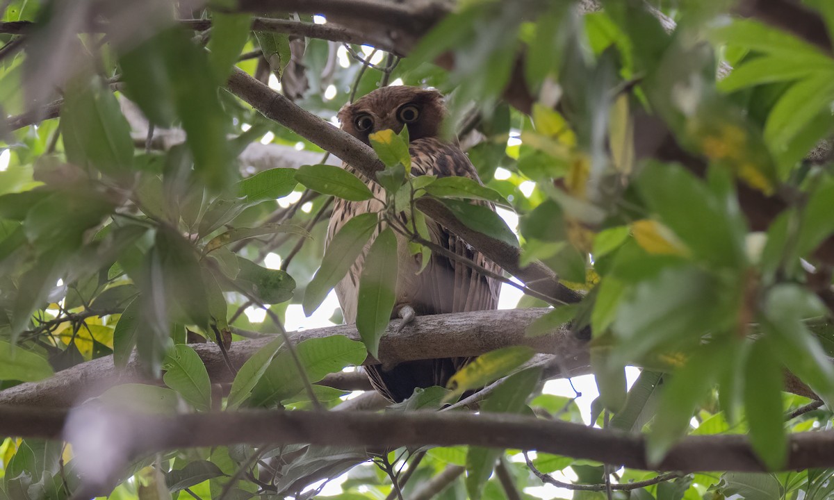 Philippine Eagle-Owl - ML620013083