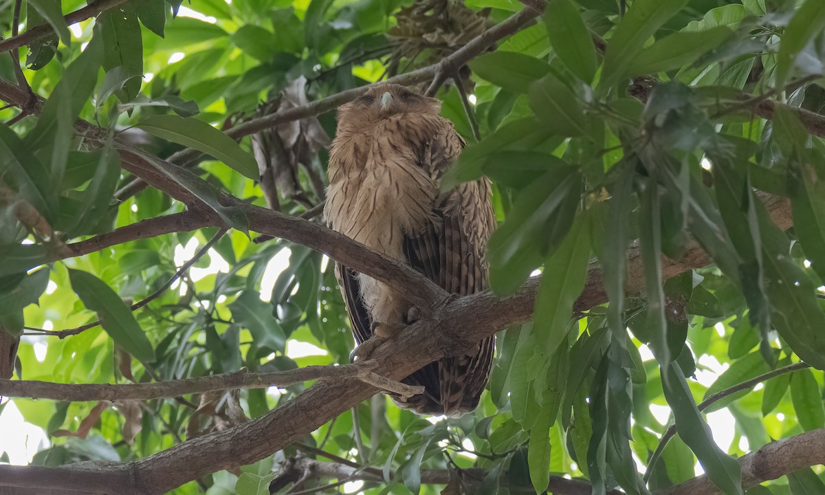 Philippine Eagle-Owl - ML620013084