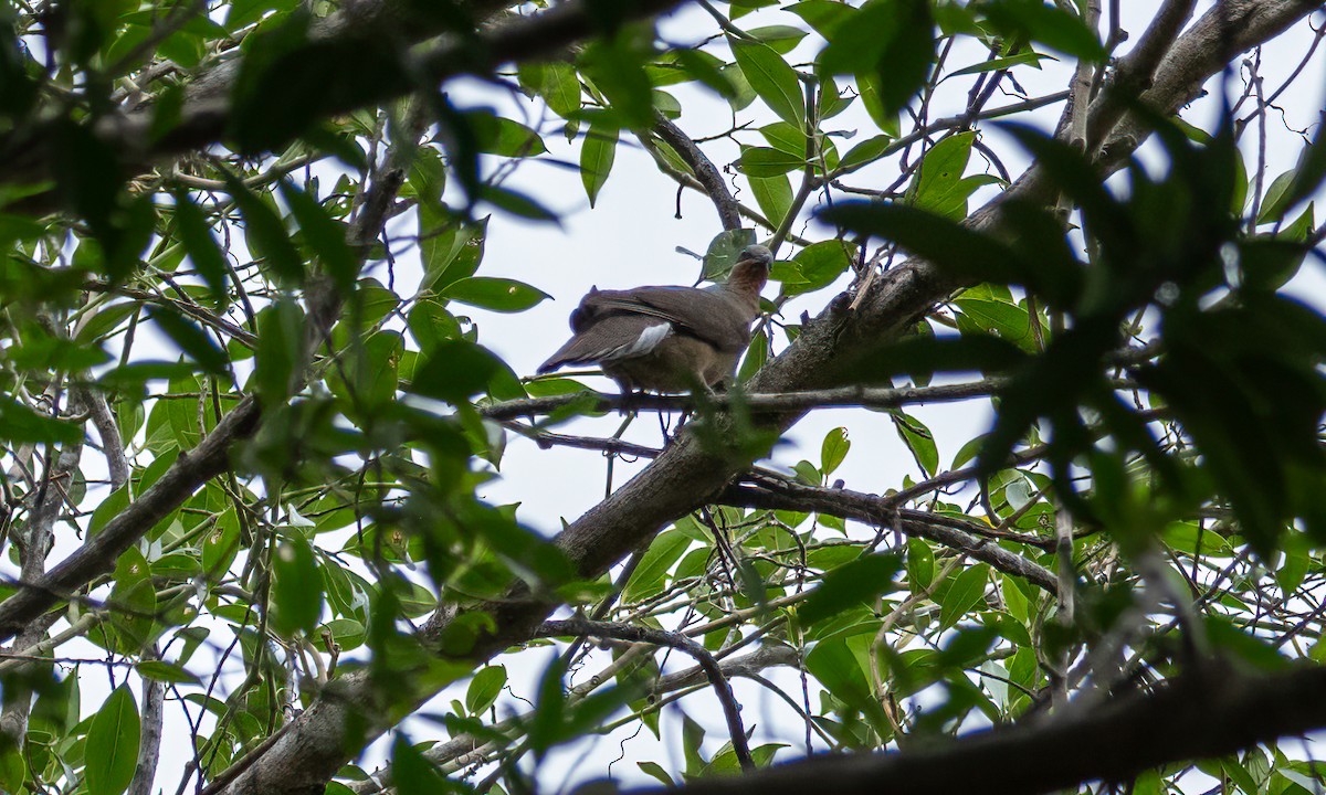 White-eared Brown-Dove - ML620013087