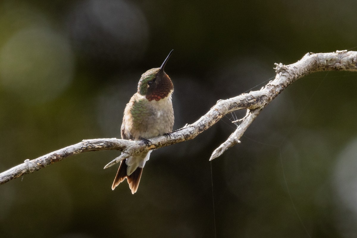 Ruby-throated Hummingbird - ML620013102