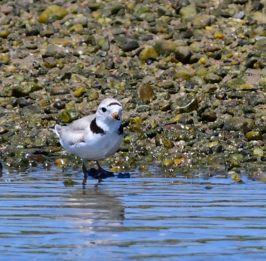 Piping Plover - ML620013109