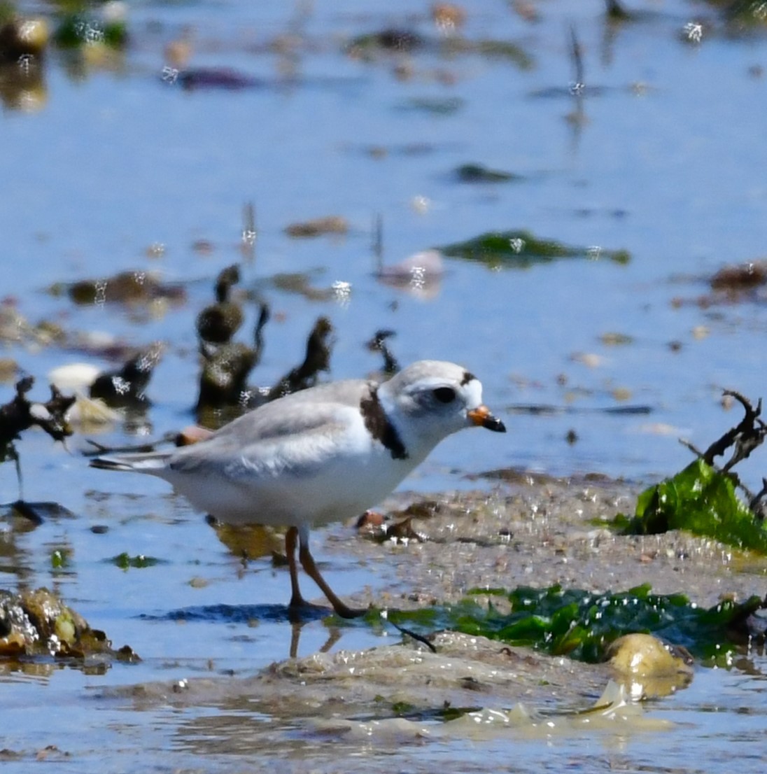 Piping Plover - ML620013110