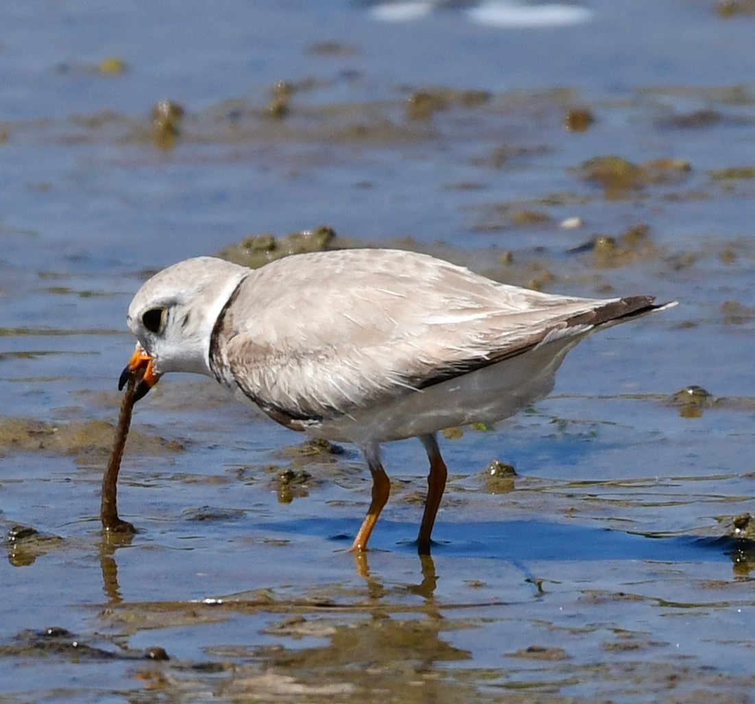 Piping Plover - ML620013111