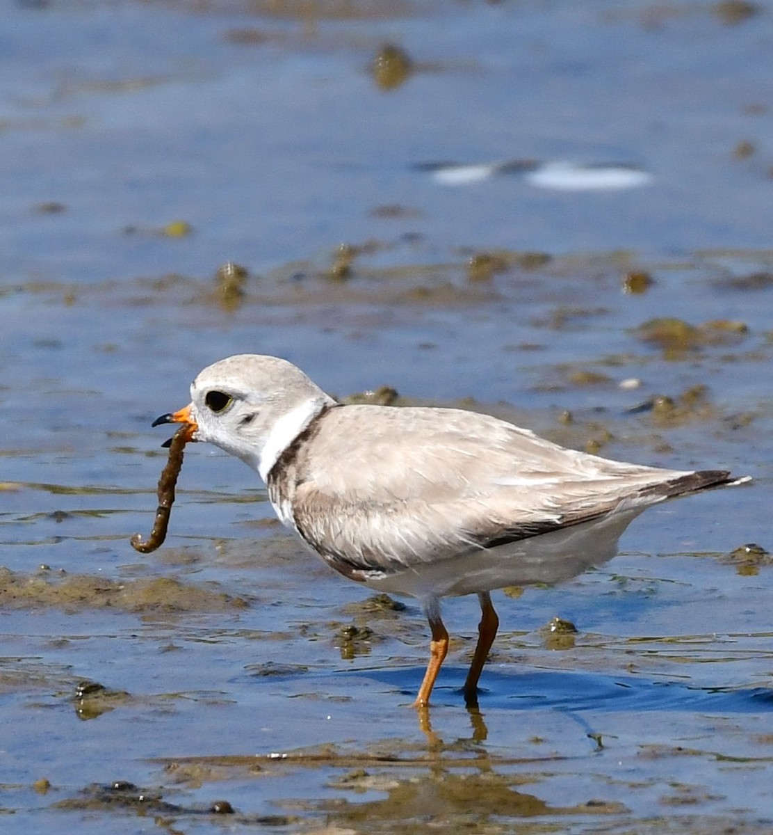 Piping Plover - ML620013112