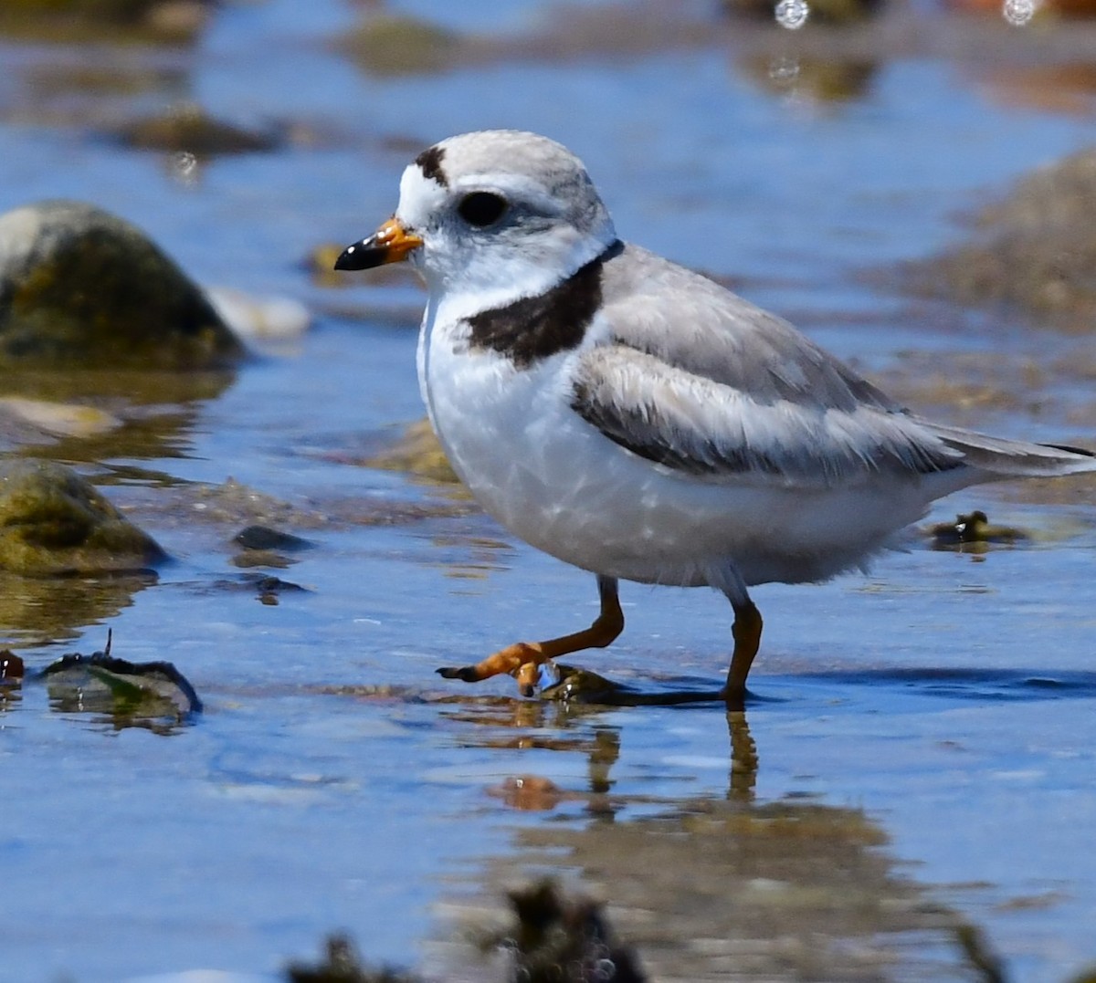 Piping Plover - ML620013113