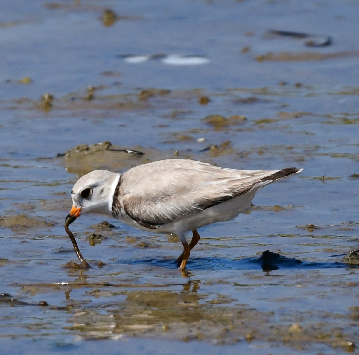 Piping Plover - ML620013114