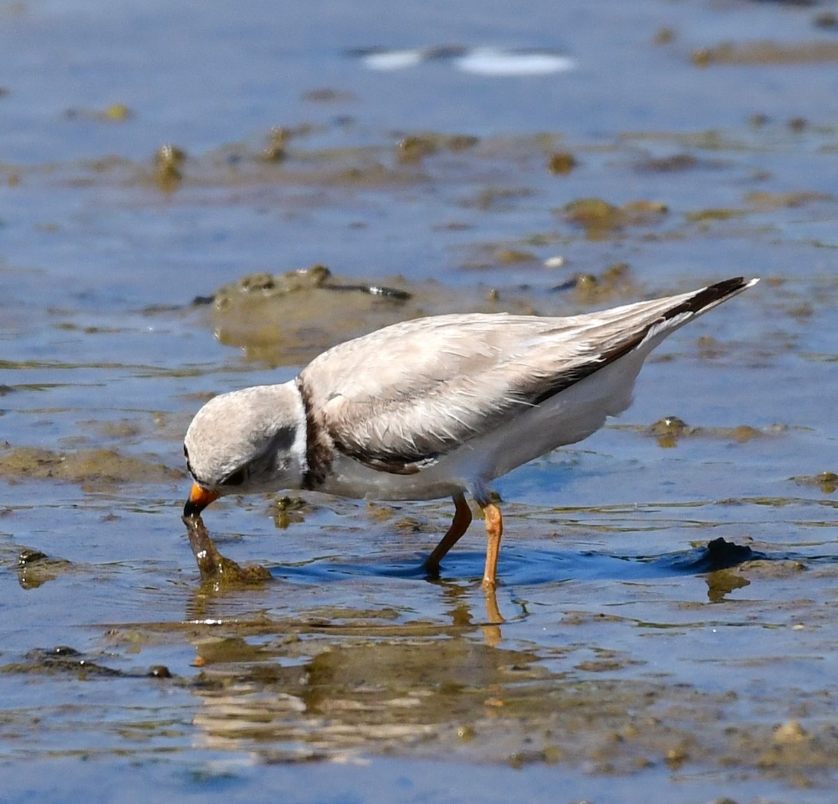 Piping Plover - ML620013115