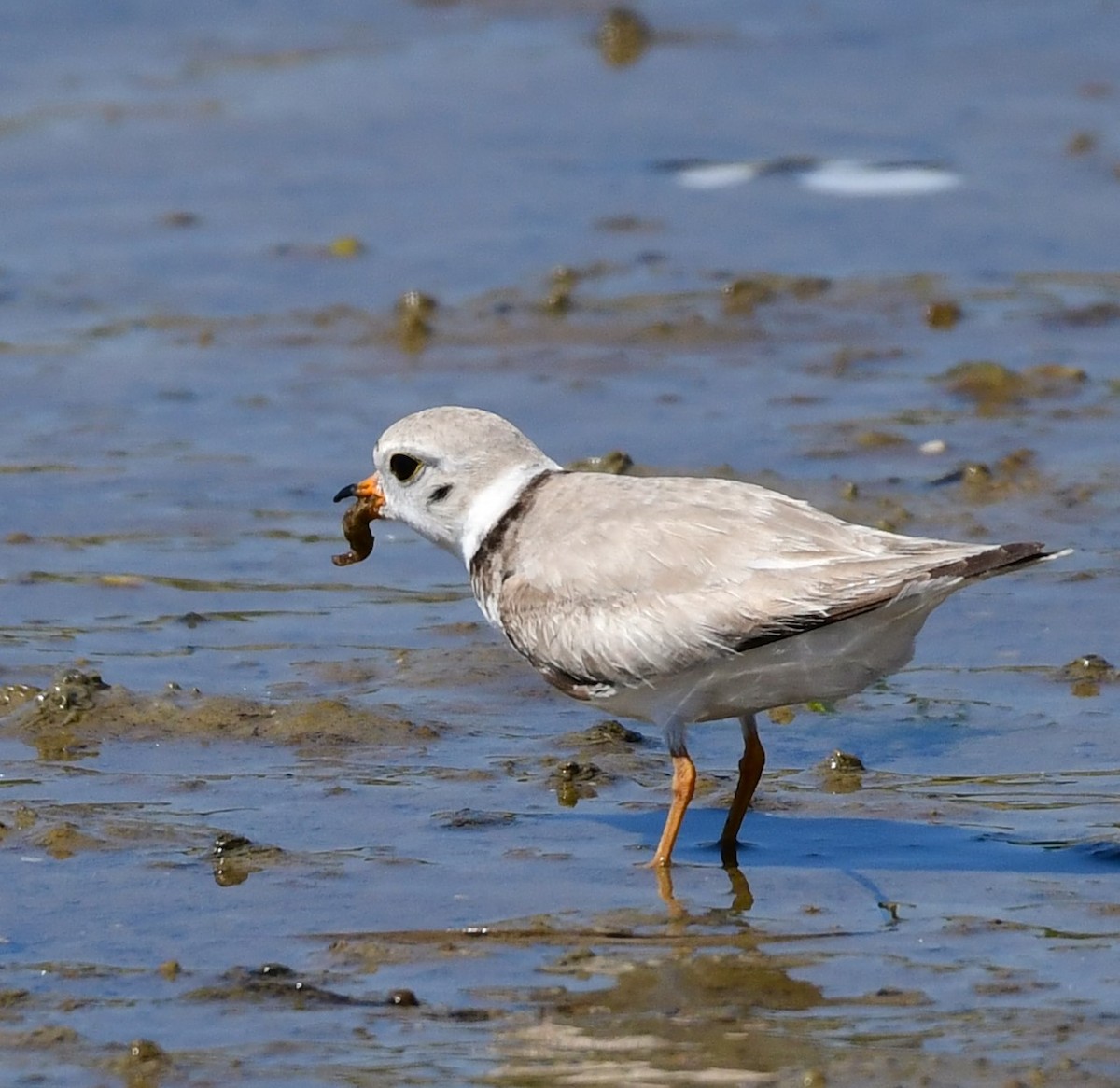 Piping Plover - ML620013116