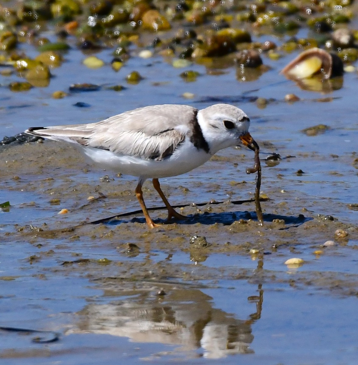 Piping Plover - ML620013117