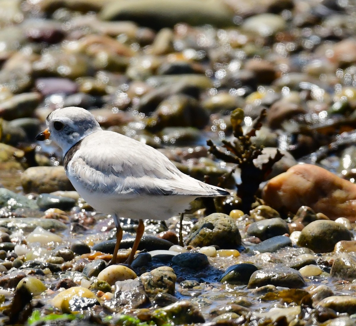 Piping Plover - ML620013118