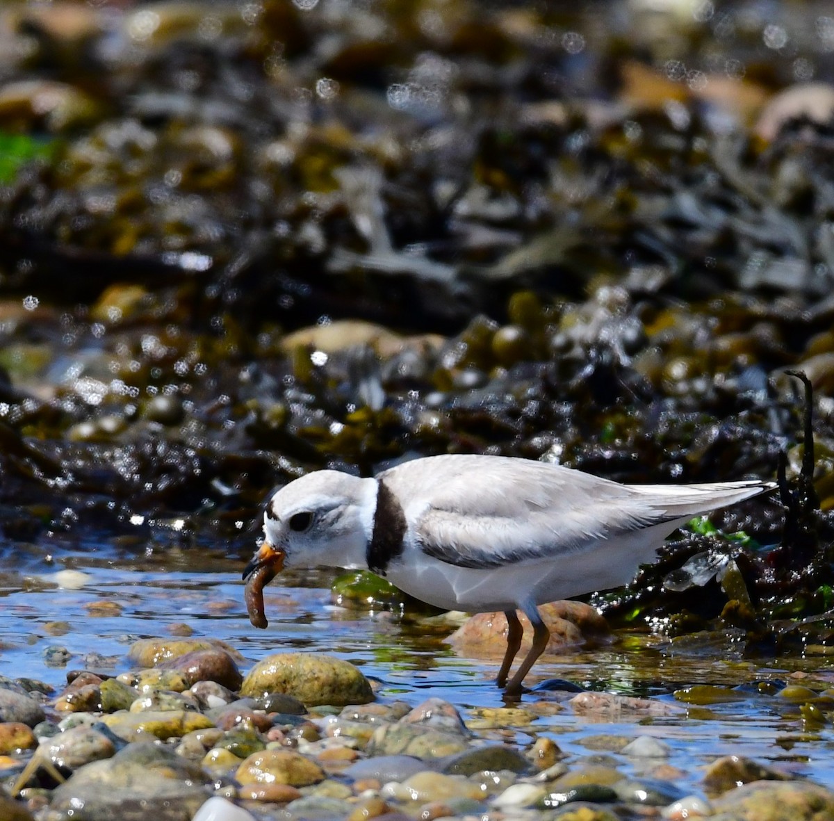 Piping Plover - ML620013119