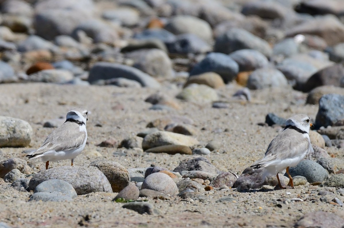 Piping Plover - ML620013120