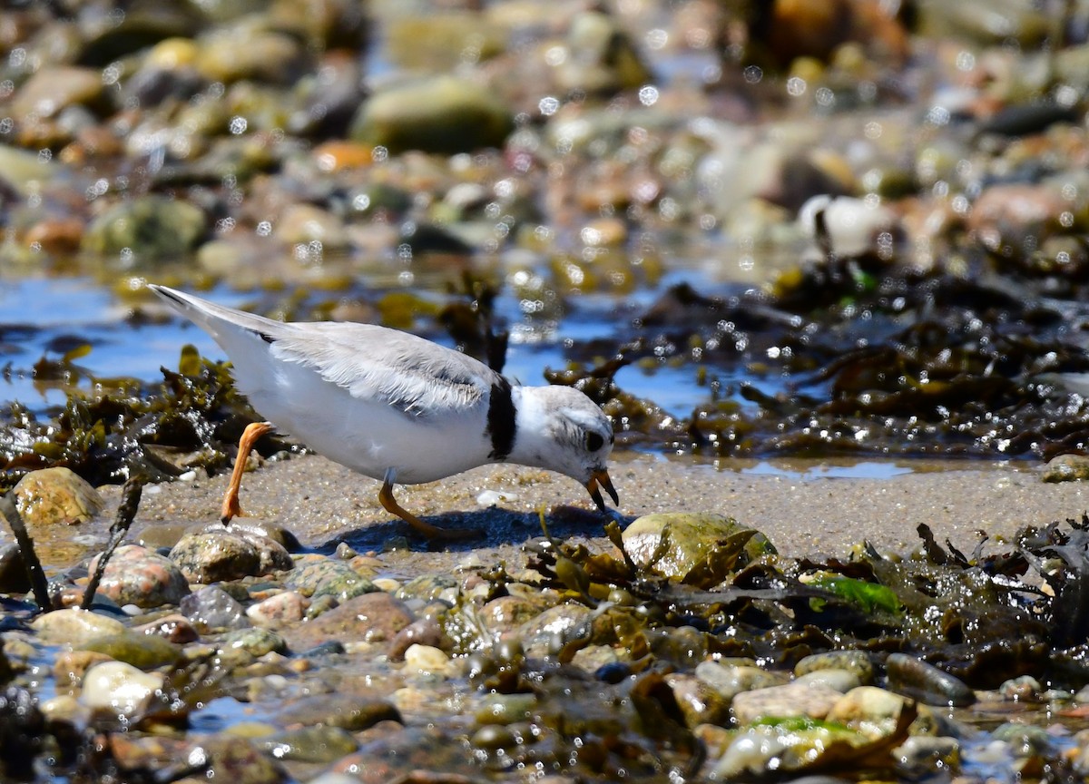 Piping Plover - ML620013121