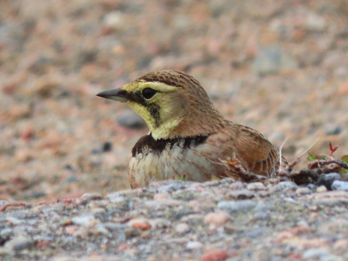 Horned Lark - ML620013126