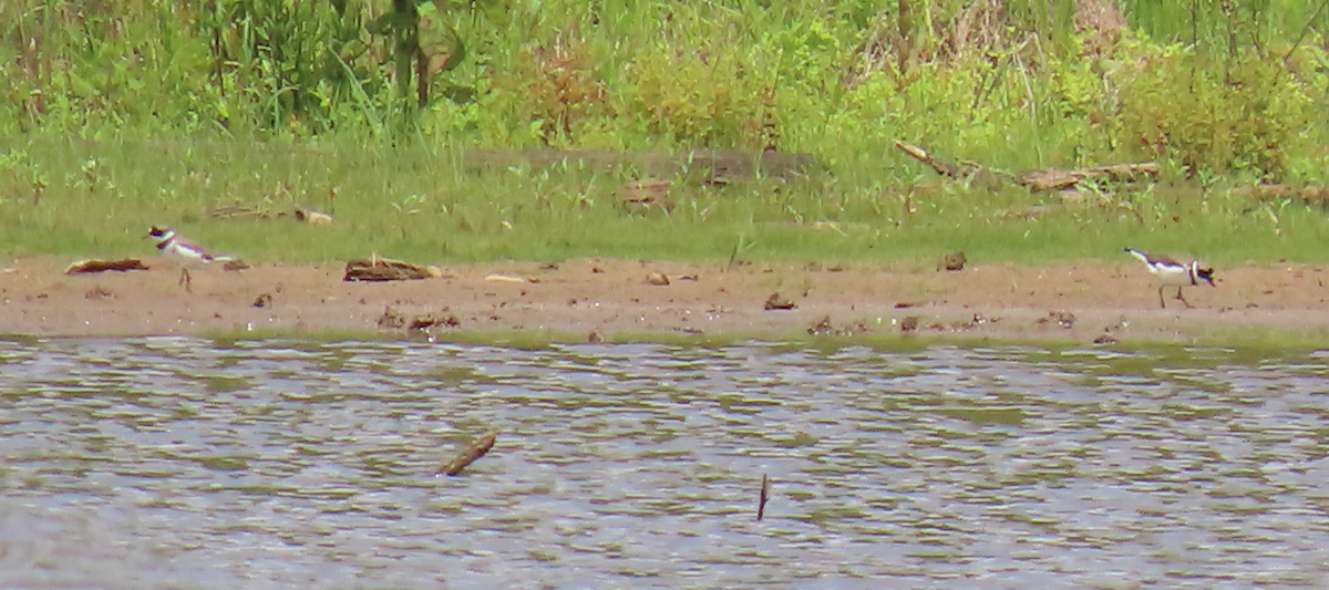 Semipalmated Plover - ML620013147