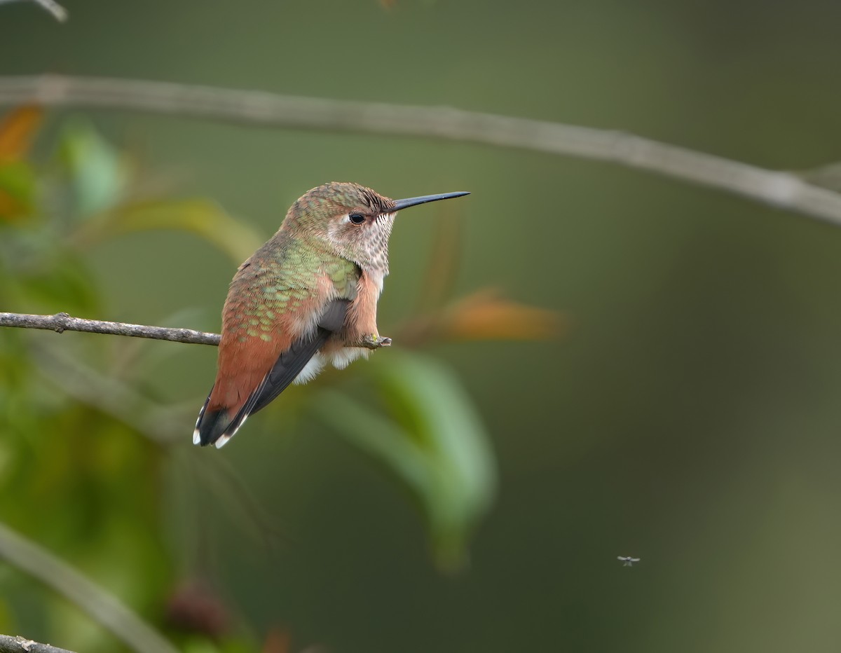 Allen's Hummingbird - ML620013150