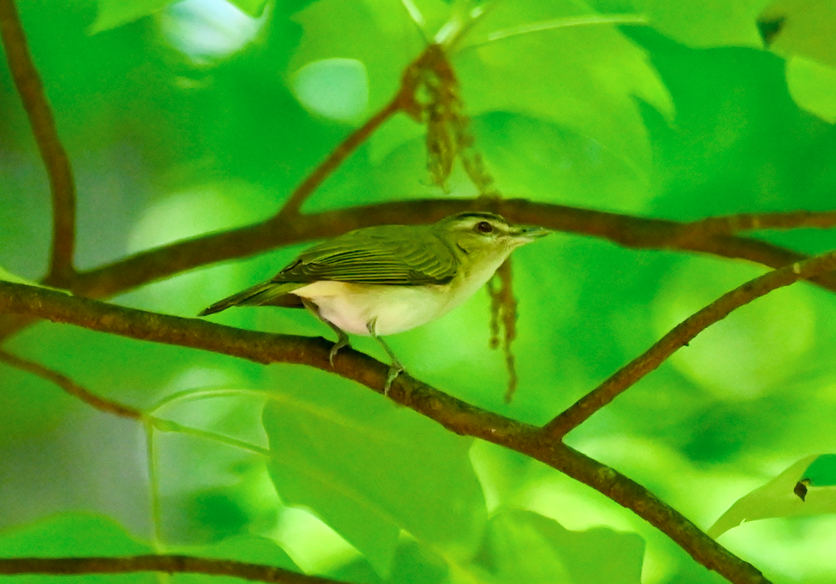 Red-eyed Vireo - ML620013154