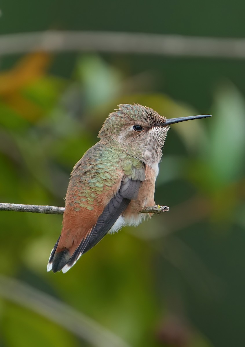 Allen's Hummingbird - ML620013155