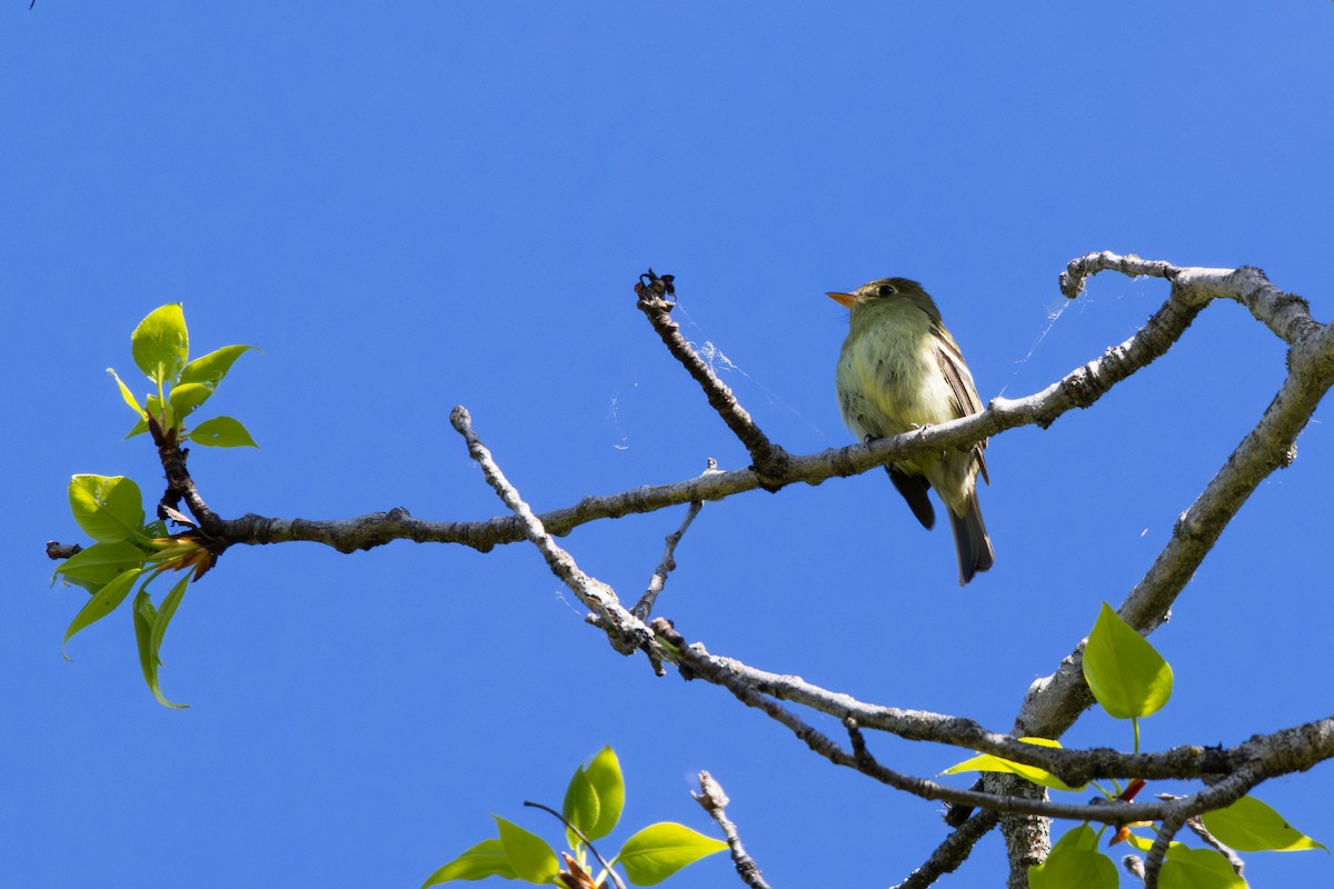 Moucherolle à ventre jaune - ML620013158