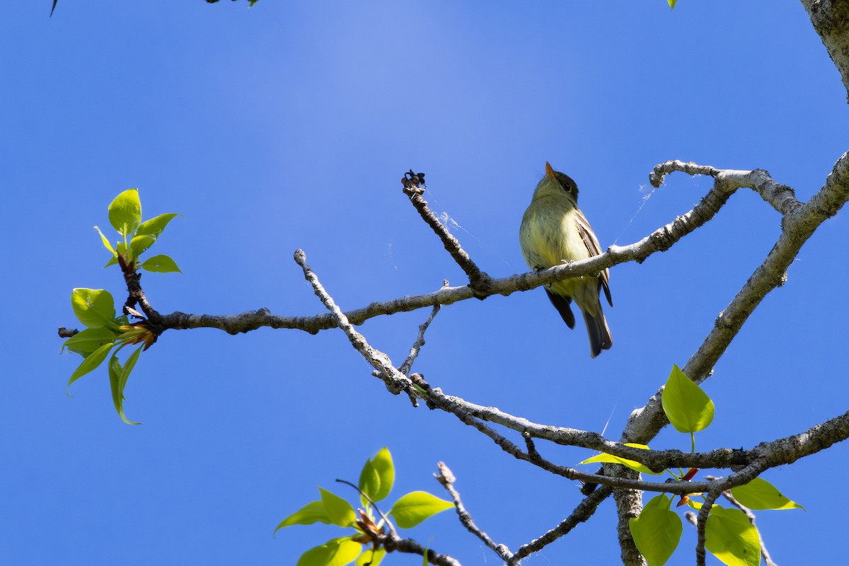 Yellow-bellied Flycatcher - ML620013159