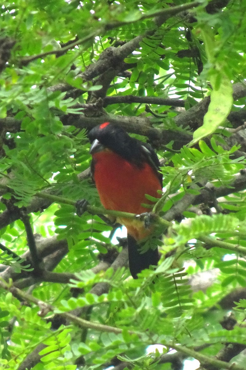 Crimson-breasted Finch - ML620013161