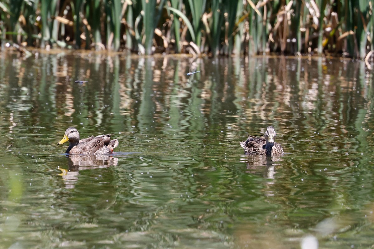 Mexican Duck - ML620013176