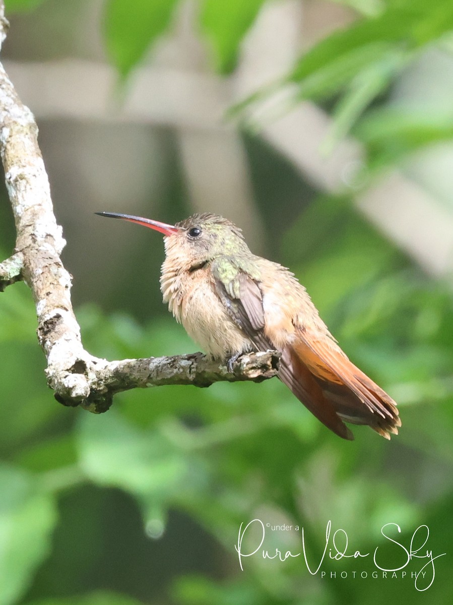 kolibřík ryšavý - ML620013199