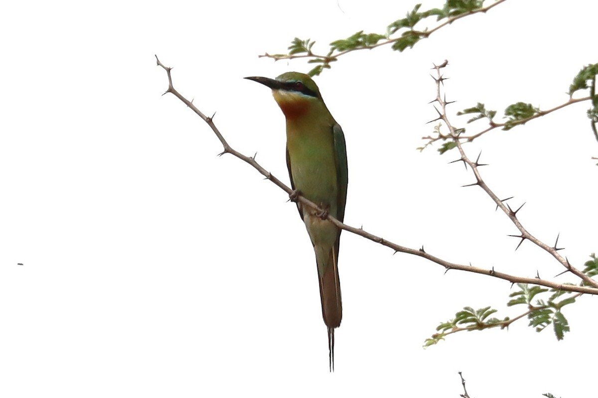 Blue-tailed Bee-eater - ML620013202