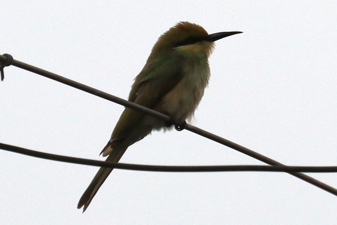 Blue-tailed Bee-eater - ML620013203