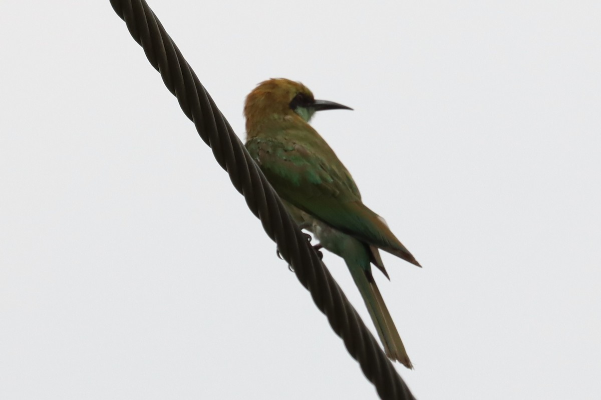 Blue-tailed Bee-eater - ML620013204