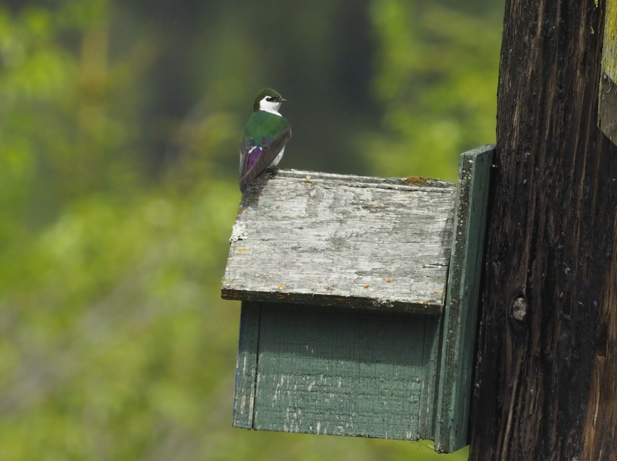 Violet-green Swallow - ML620013205