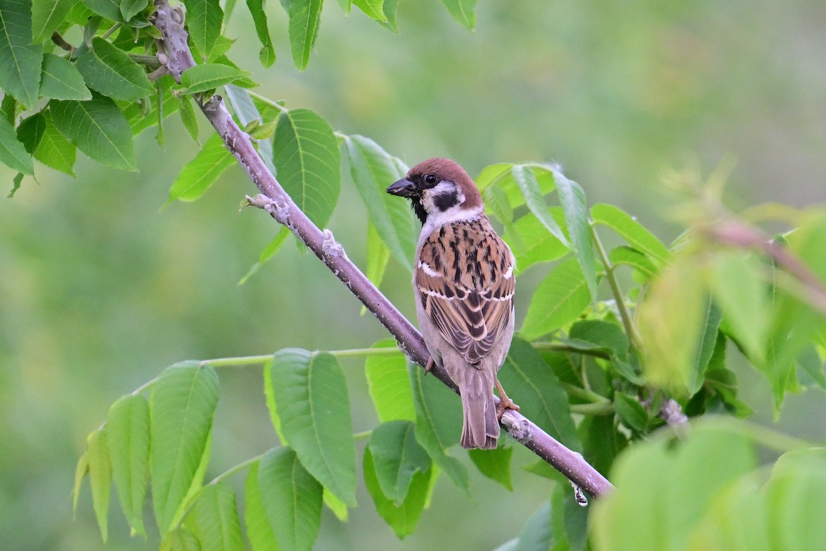 Eurasian Tree Sparrow - ML620013220