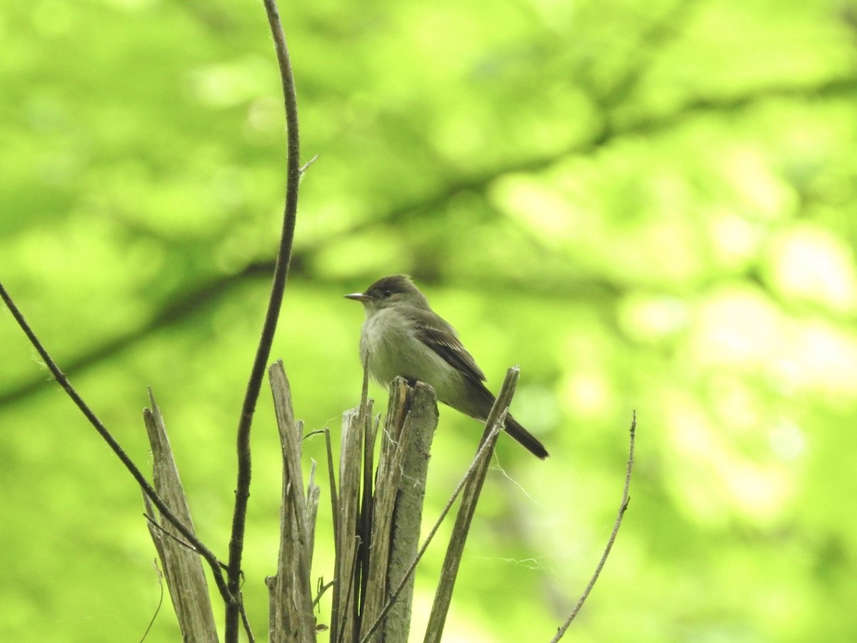 Eastern Wood-Pewee - ML620013224