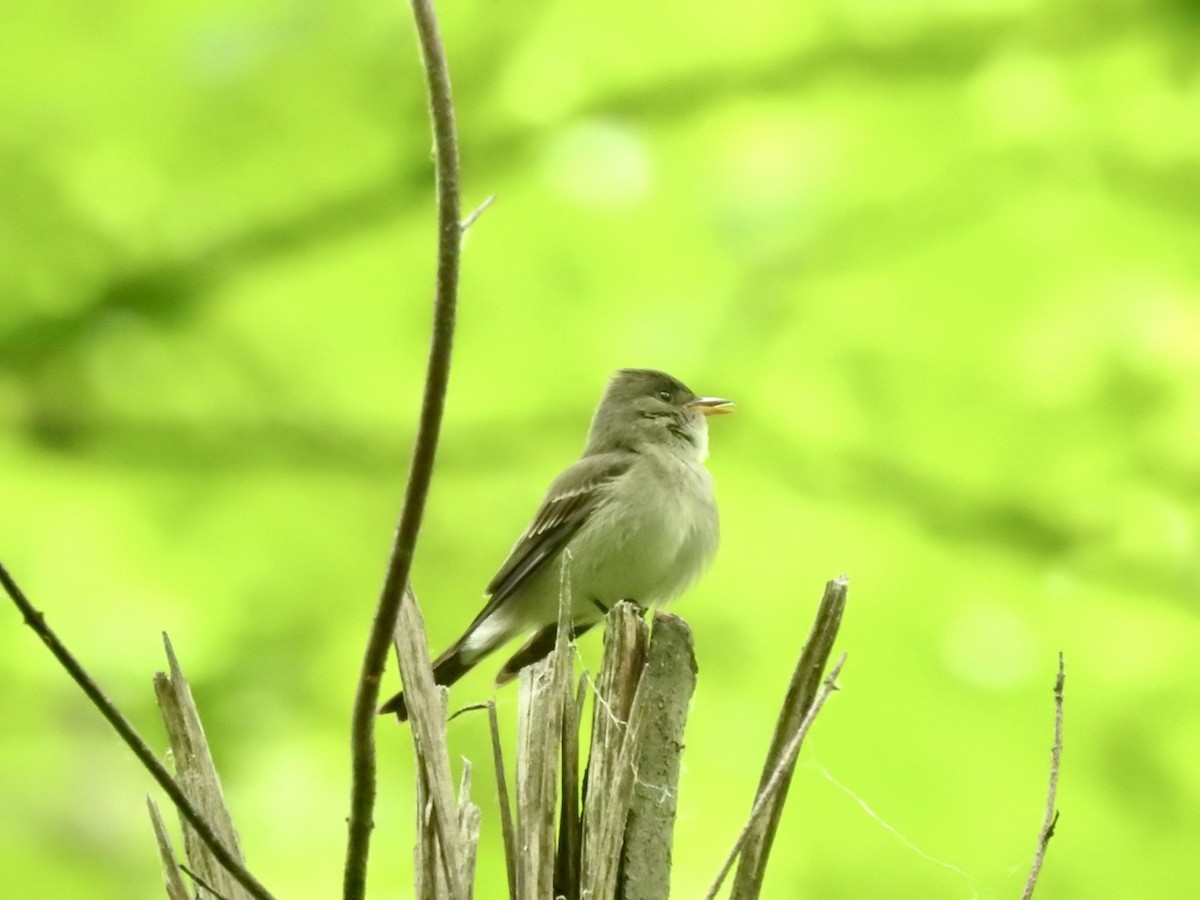 Eastern Wood-Pewee - ML620013225