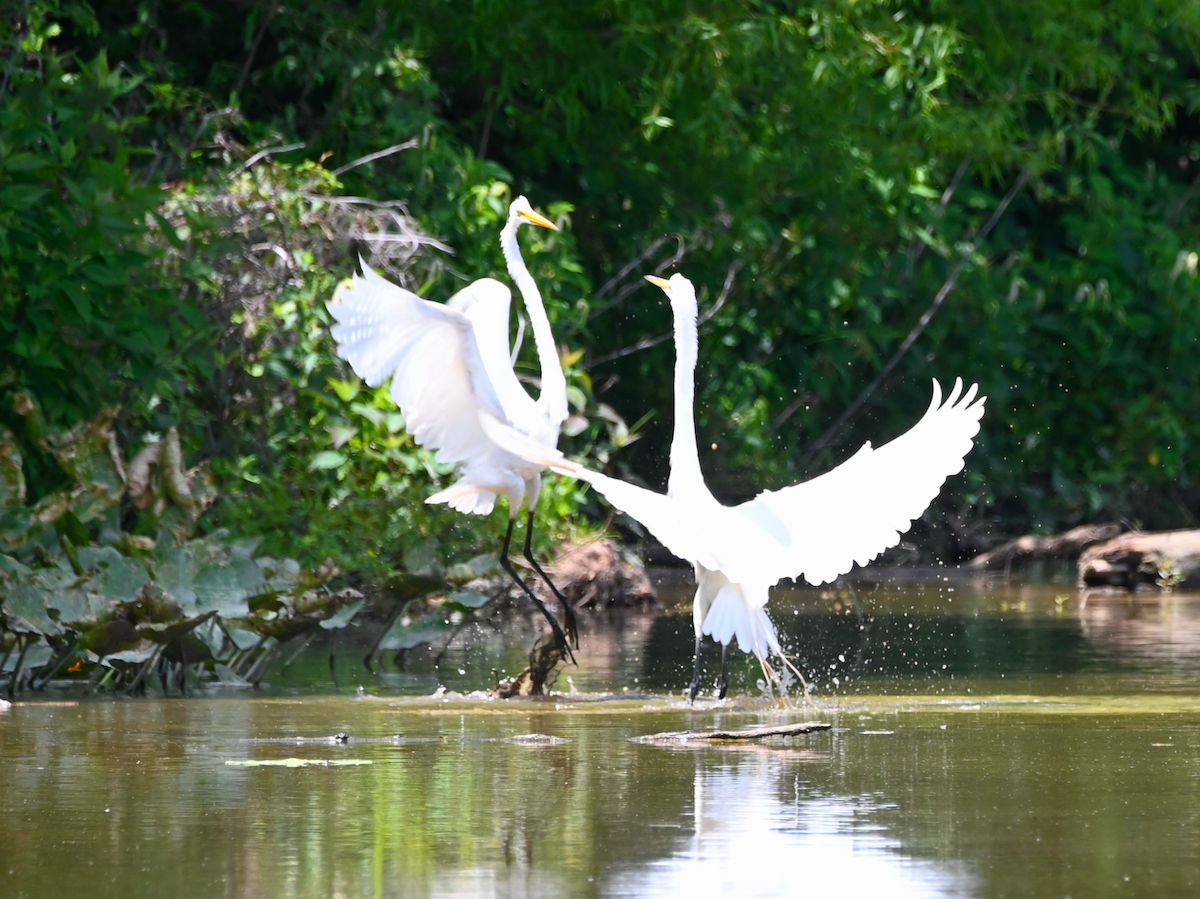 Great Egret - ML620013229