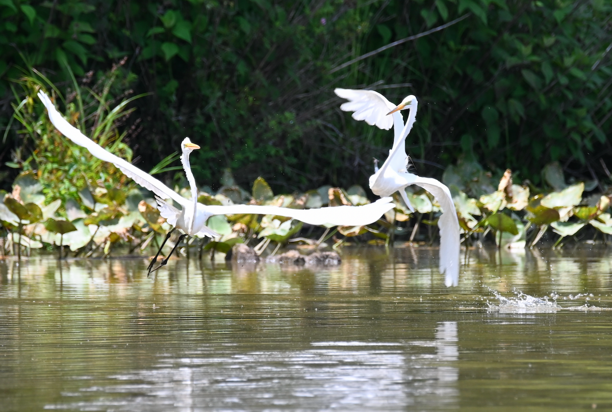 Great Egret - ML620013230