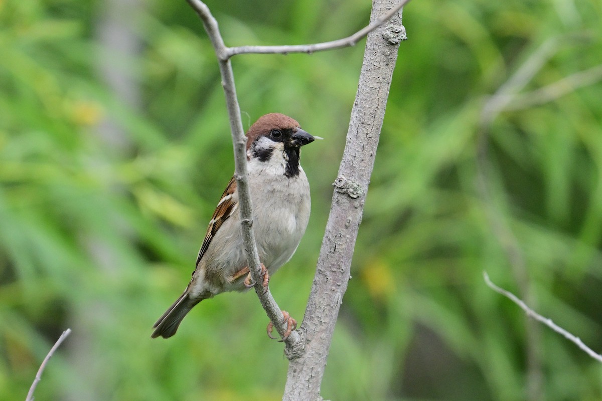 Eurasian Tree Sparrow - ML620013231