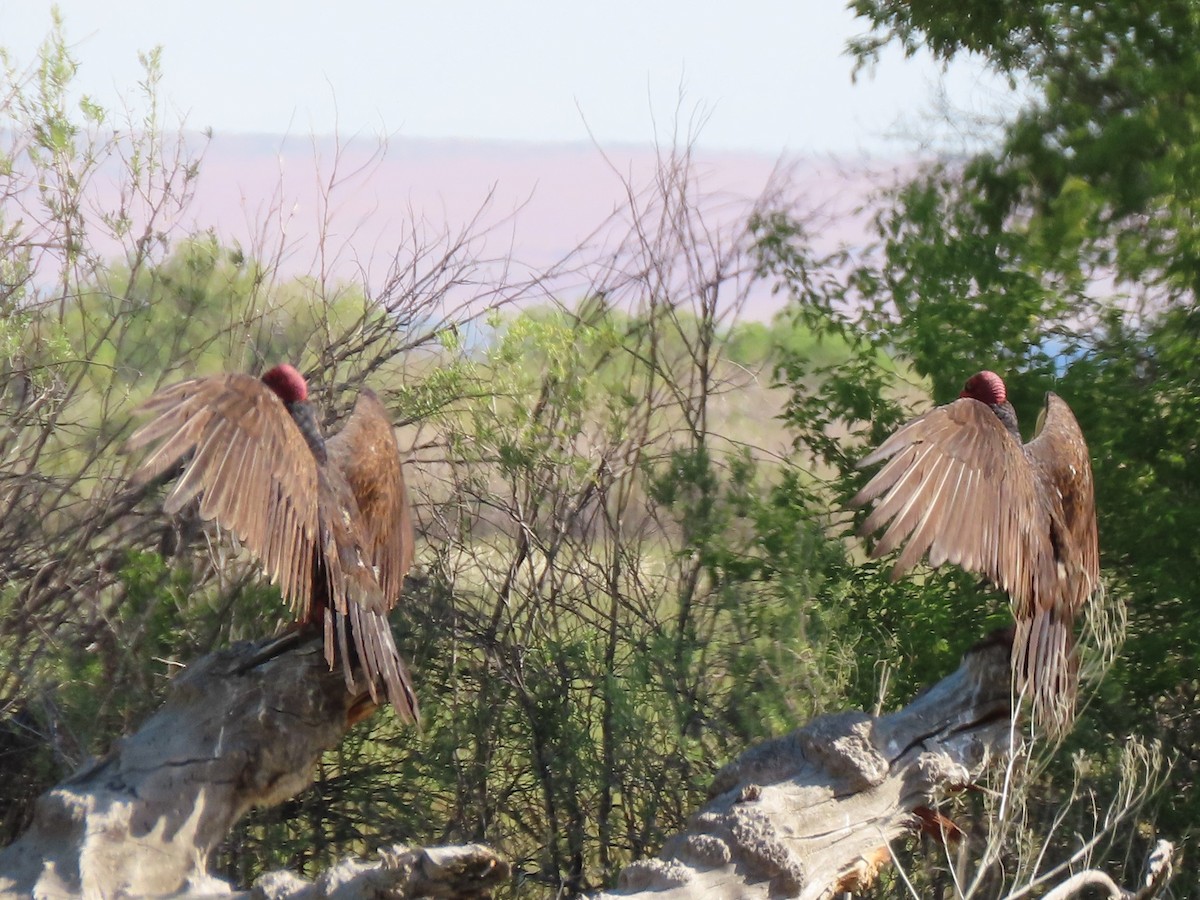 Turkey Vulture - Joan Baker