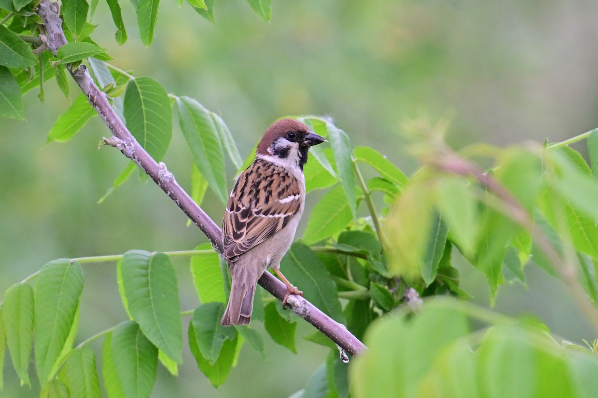 Eurasian Tree Sparrow - ML620013241