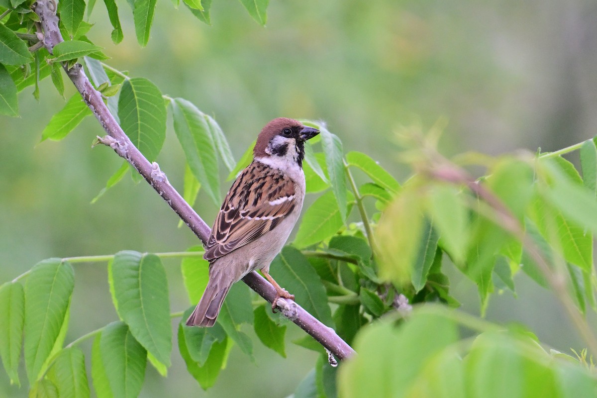 Eurasian Tree Sparrow - ML620013244