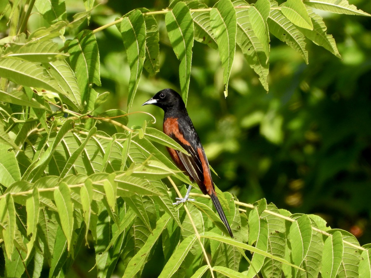 Orchard Oriole - ML620013246