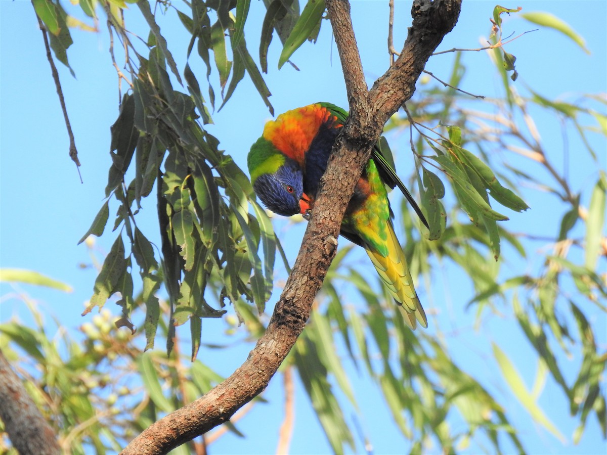 Rainbow Lorikeet - ML620013255