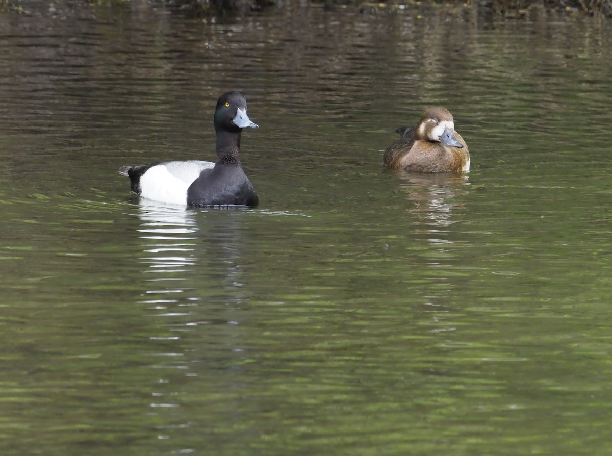Greater Scaup - ML620013256