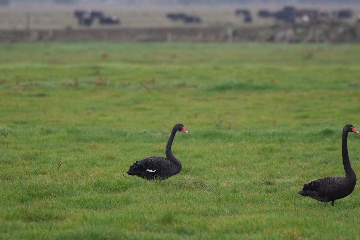 Black Swan - ML620013258