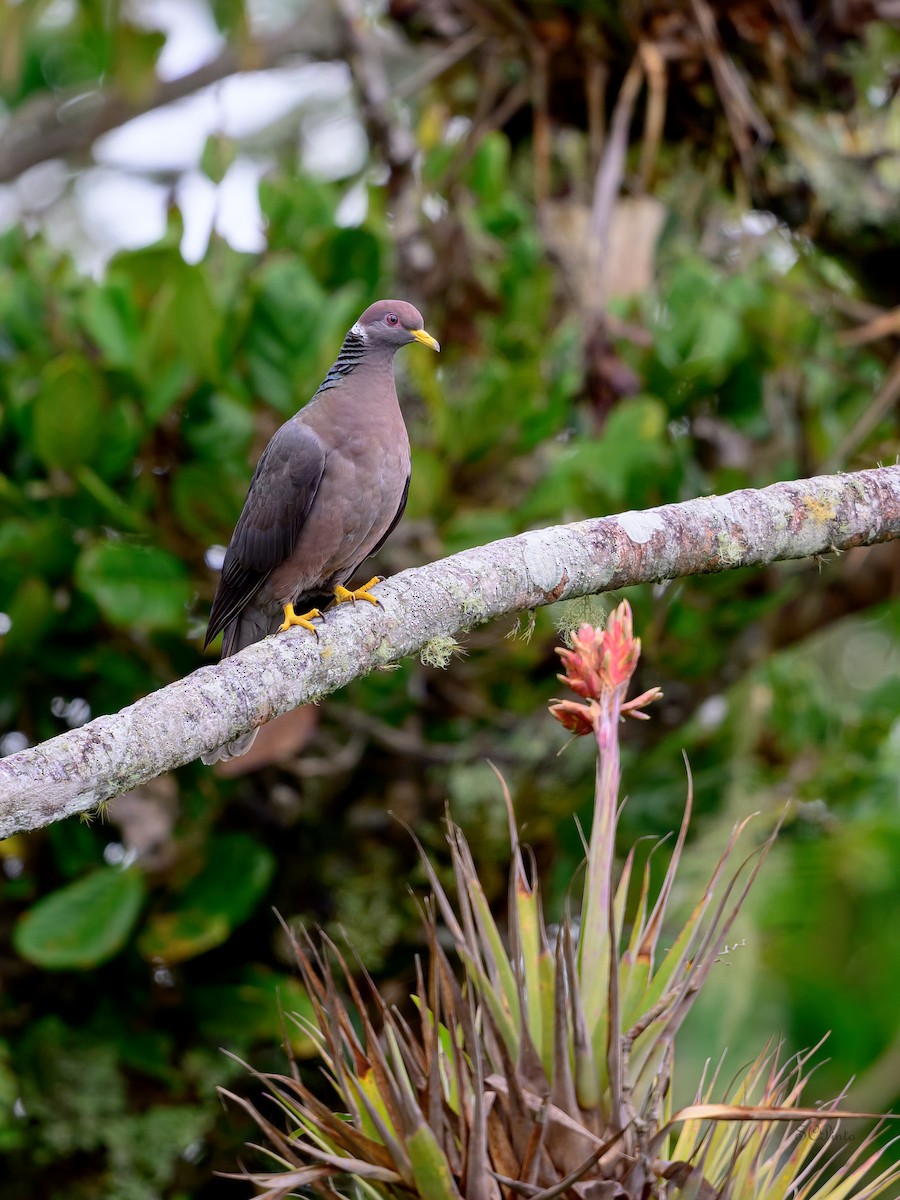 Band-tailed Pigeon - ML620013267