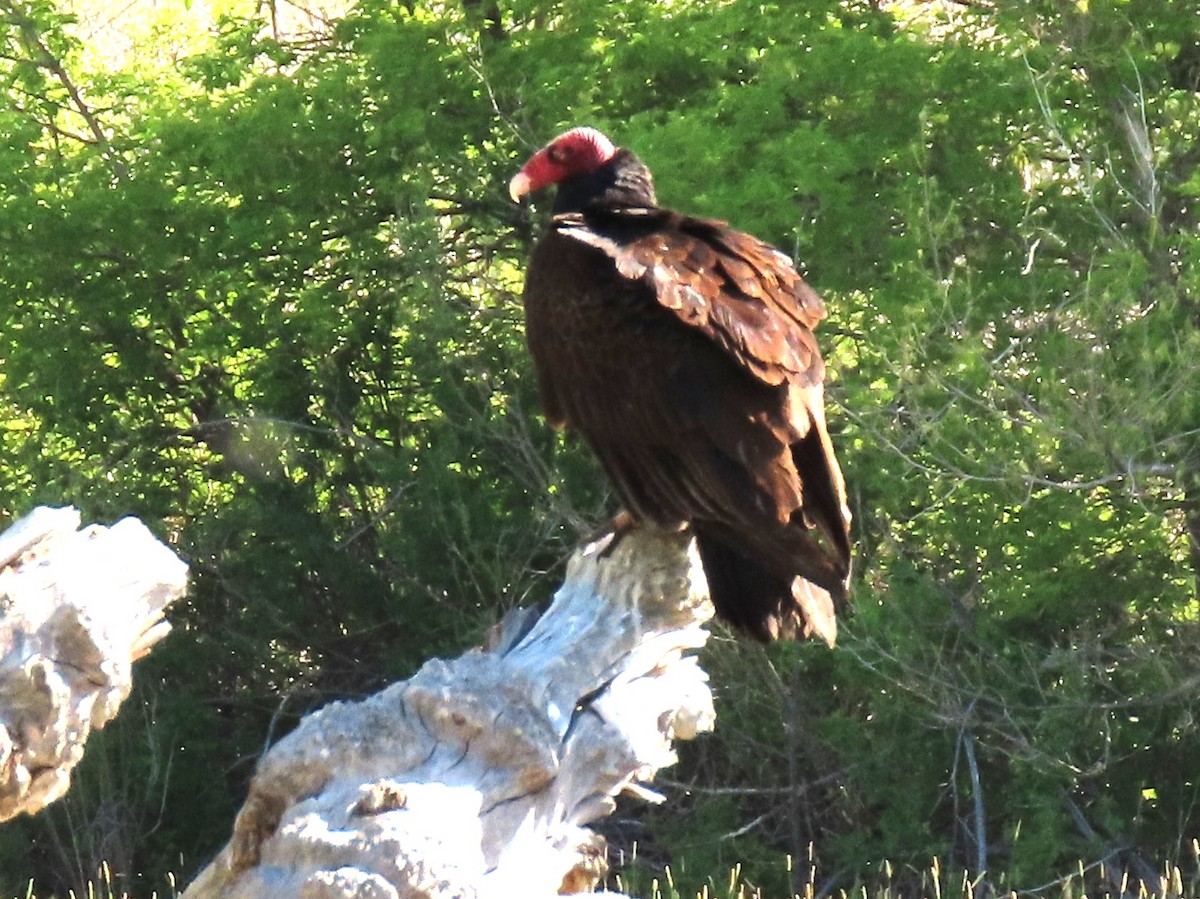 Urubu à tête rouge - ML620013272