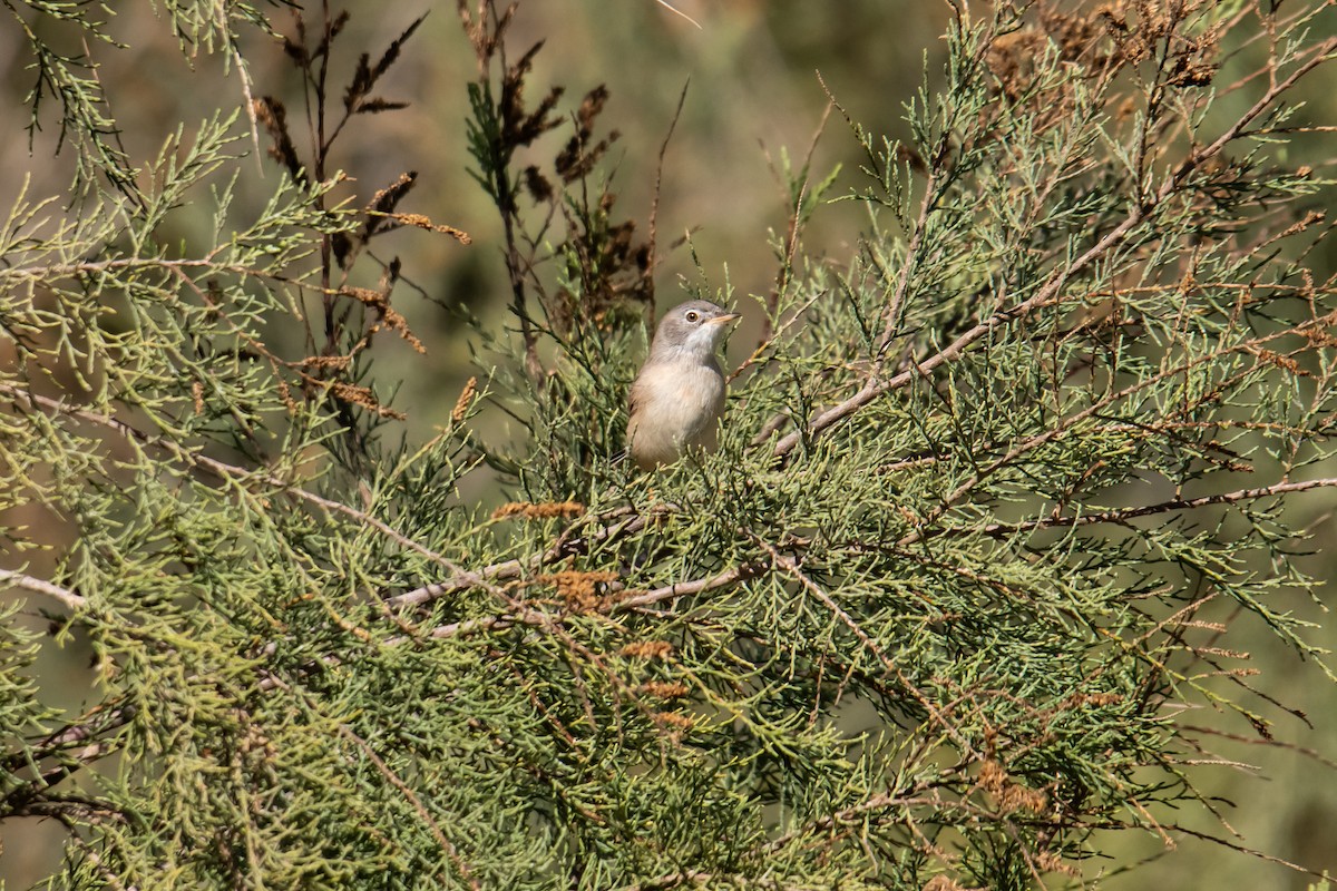 Spectacled Warbler - ML620013275