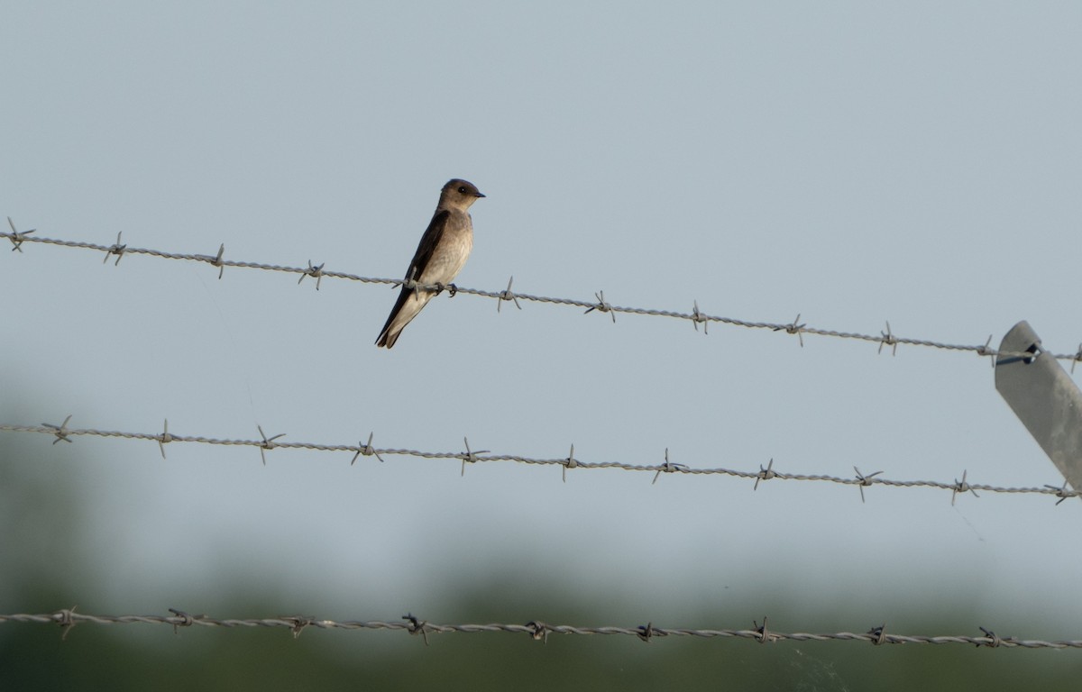 Northern Rough-winged Swallow - ML620013280