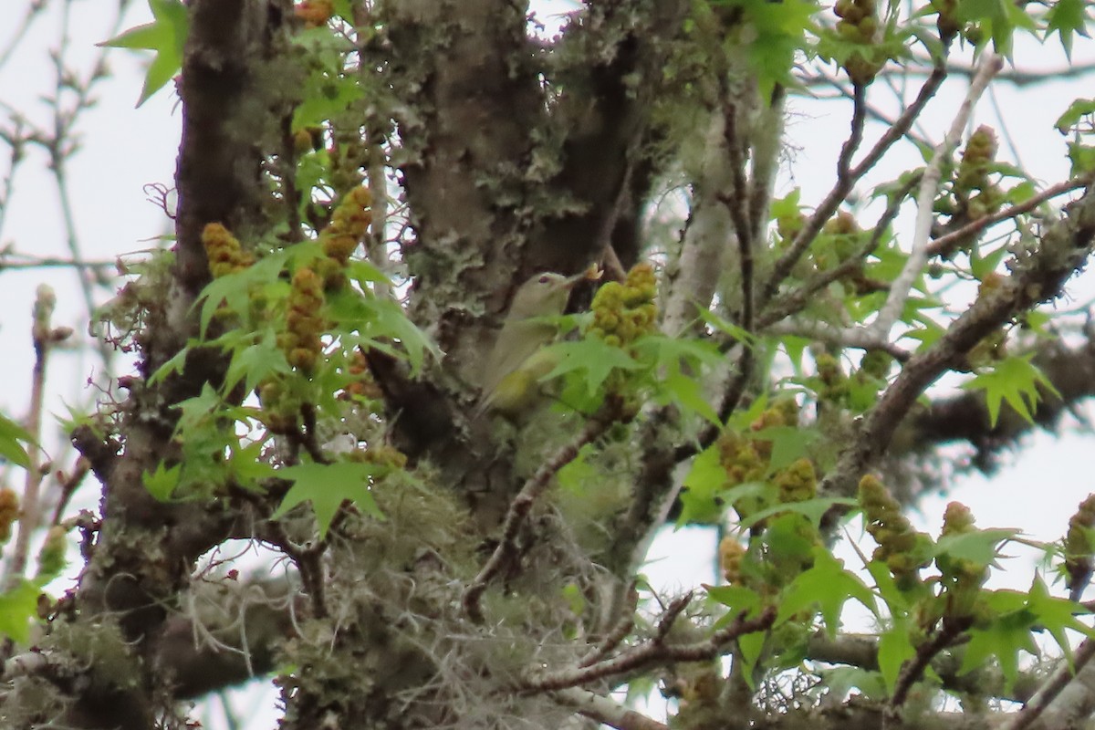 Orange-crowned Warbler - ML620013285
